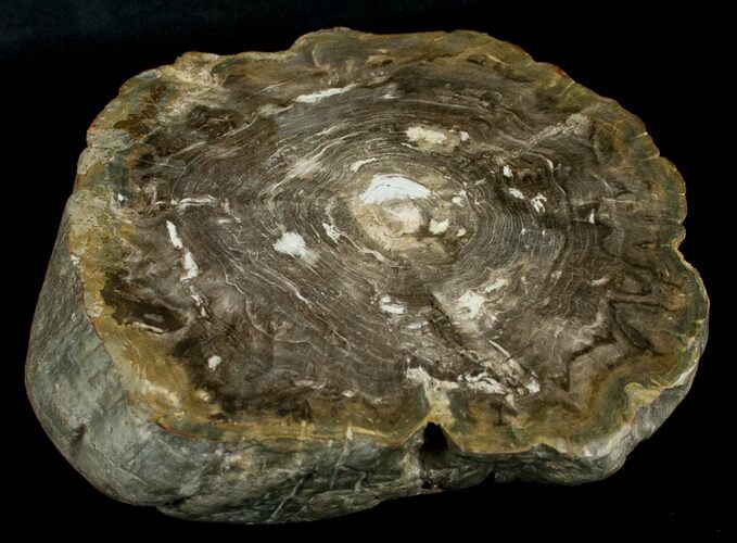 Petrified Wood End Cut - Queensland, Australia #6303